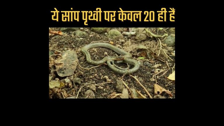 World Rarest Snake (Saint Lucia Racer Snake) | Fire On Facts 🔥 #fire_on_facts #ytshorts #fact