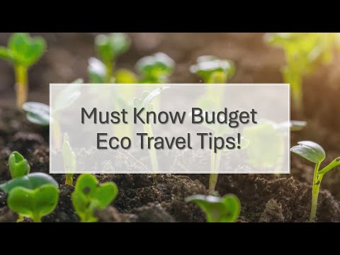 Eco Friendly Travel Tips with Tyr the Kitty Boy!