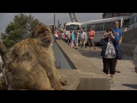 Wild monkeys in Gibraltar