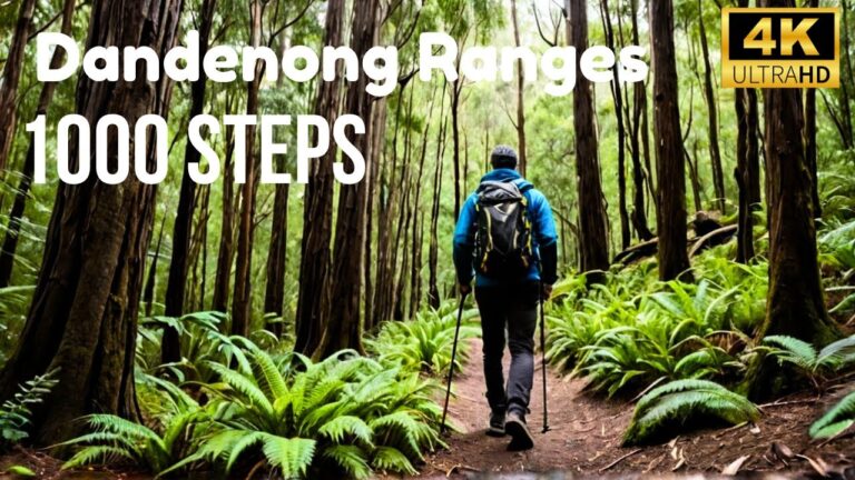 I Hiked 1000 Steps at Mount Dandenong Ranges – Ultimate Guide Melbourne