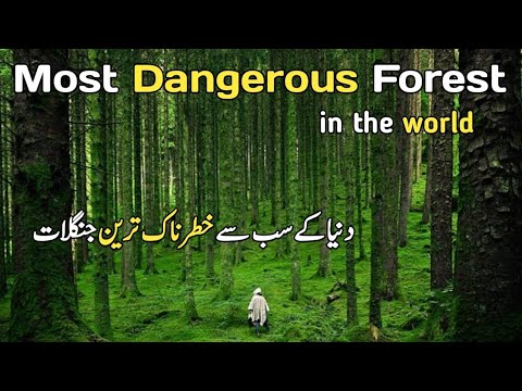Top 5 Most Dangerous Forest in the world | Most Dangerous Forest of World | @IndigoTraveller